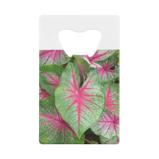 Elephant Ear Plant (Front)