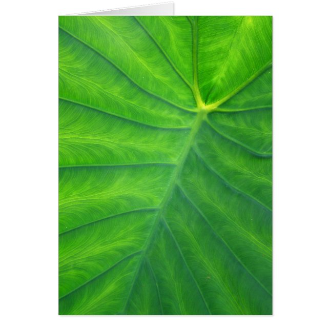 Elephant Ears - Colocasia (Front)