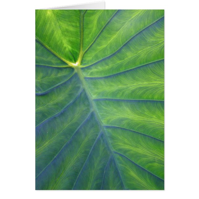 Elephant Ears - Colocasia (Front)