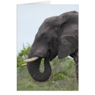 Elephant Eating