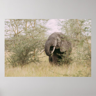 ELEPHANT EATING OFF A TREE POSTER