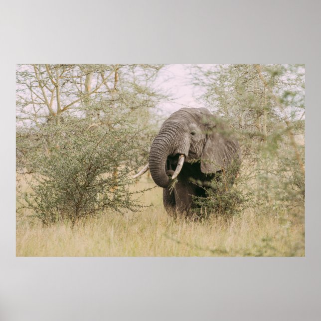 ELEPHANT EATING OFF A TREE POSTER (Front)