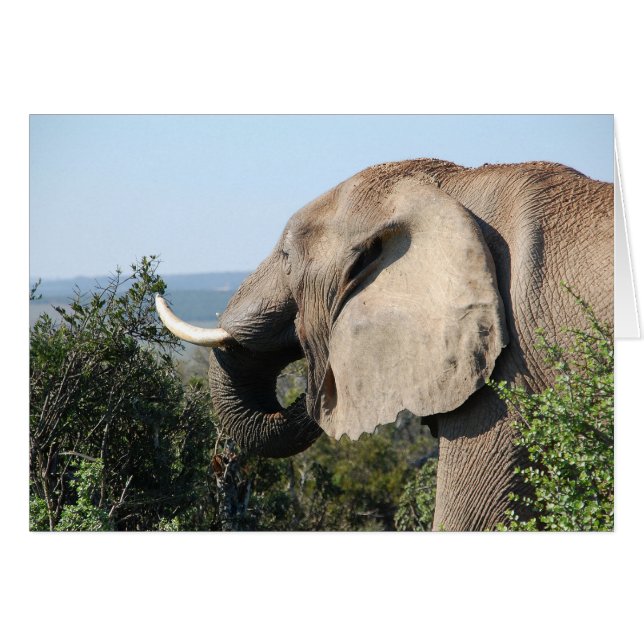 Elephant Eating, South Africa (Front Horizontal)