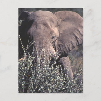 Elephant - Etosha National Park, Namibia Postcard