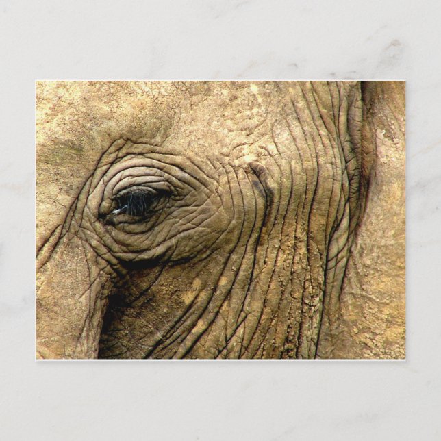 Elephant Eye Postcard (Front)