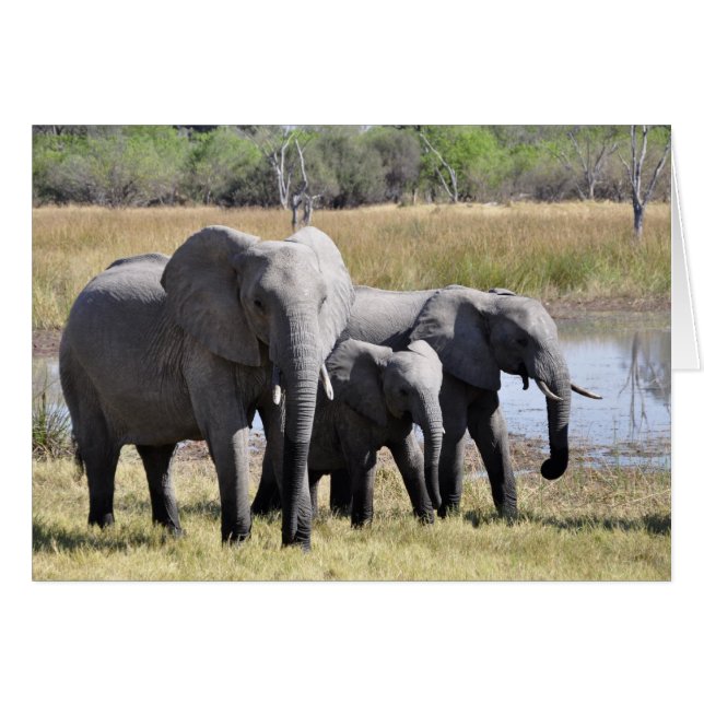 Elephant family (Front Horizontal)