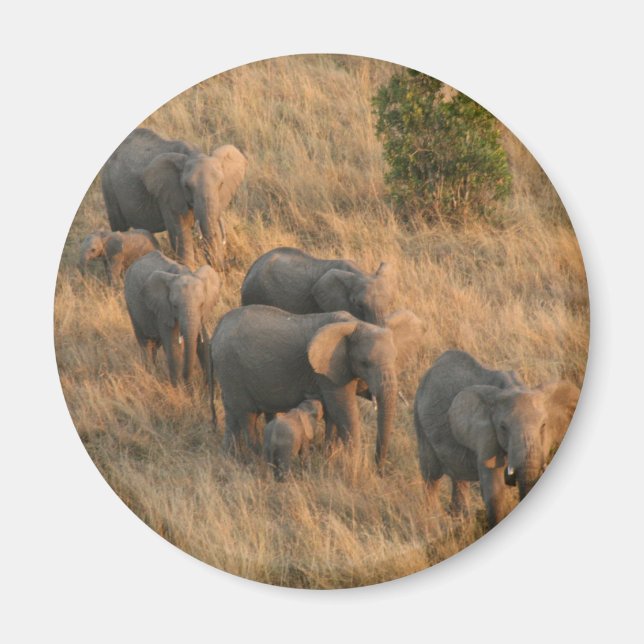 elephant family magnet (Front)