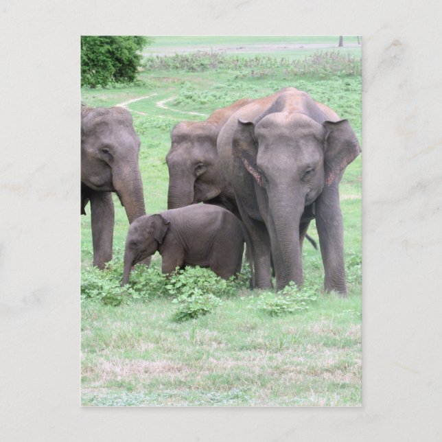 elephant family postcard (Front)