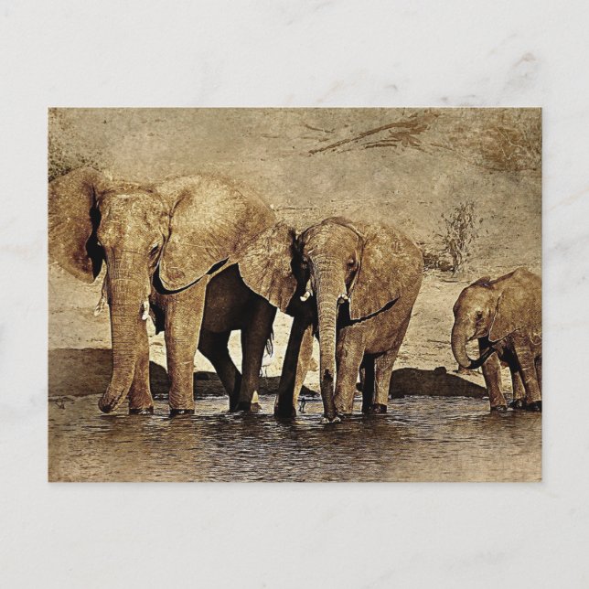 Elephant Family  Postcard (Front)