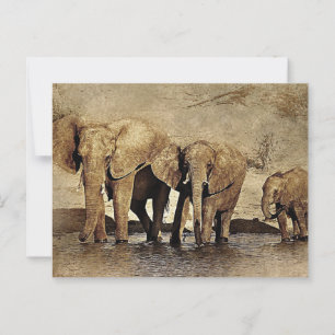 Elephant Family Postcard