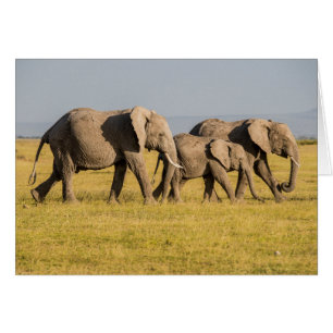 Elephant Family Walking