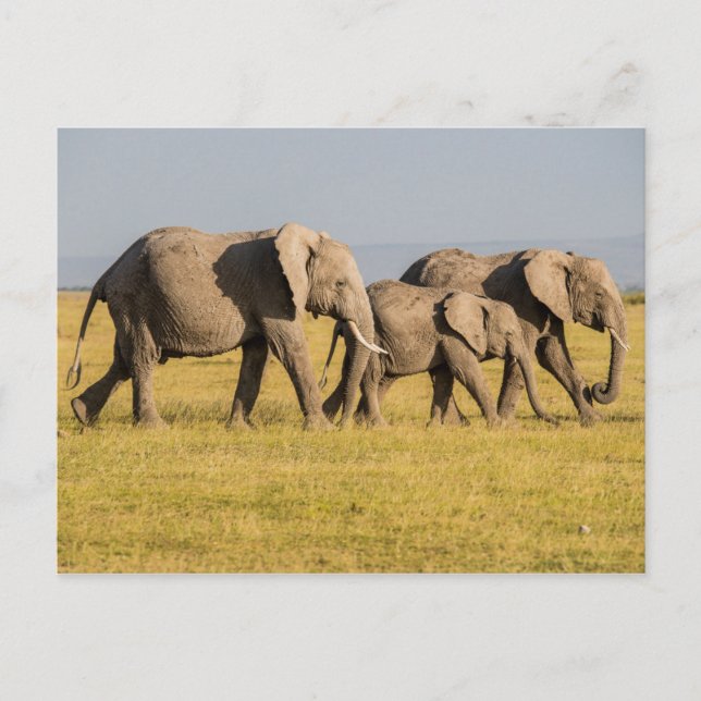 Elephant Family Walking Postcard (Front)