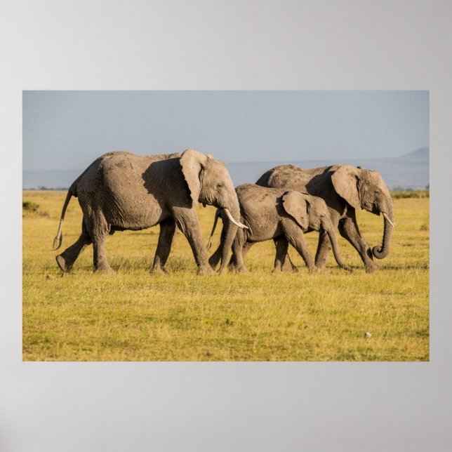 Elephant Family Walking Poster (Front)