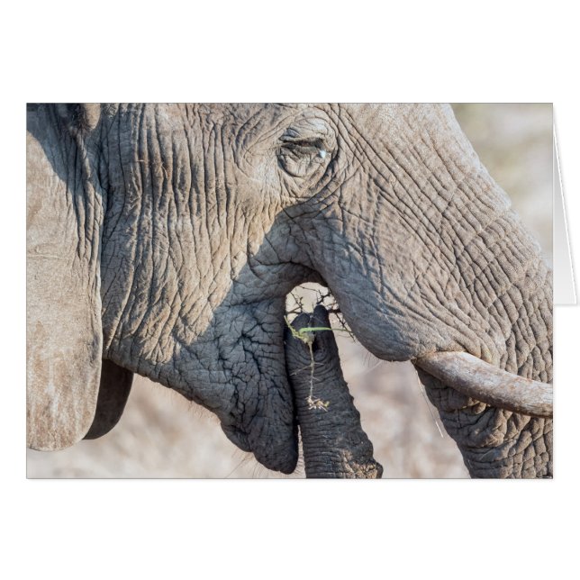 Elephant feeding (Front Horizontal)