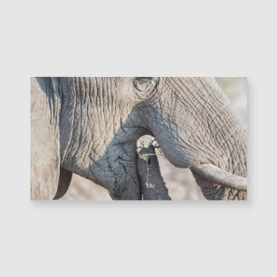Elephant feeding