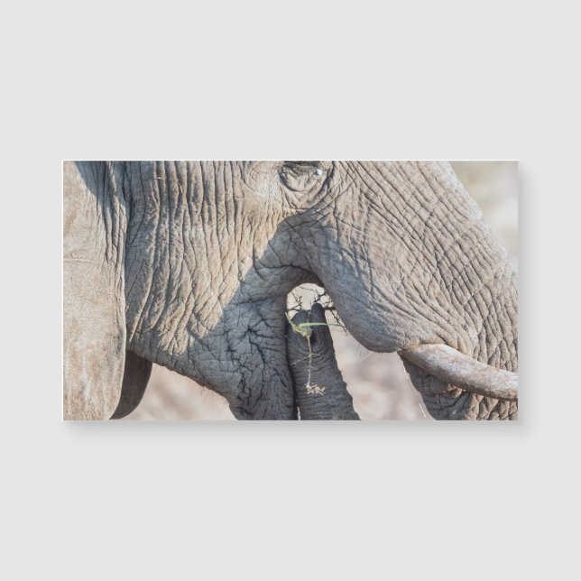 Elephant feeding (Front)