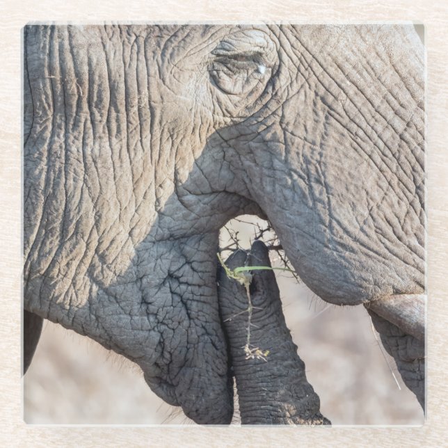 Elephant feeding glass coaster (Front)