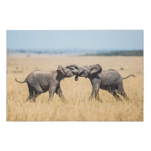 Elephant Fighting In Serengeti Africa Savanna