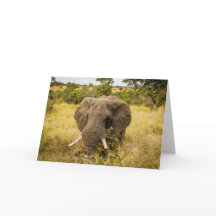 Elephant Greeting Card