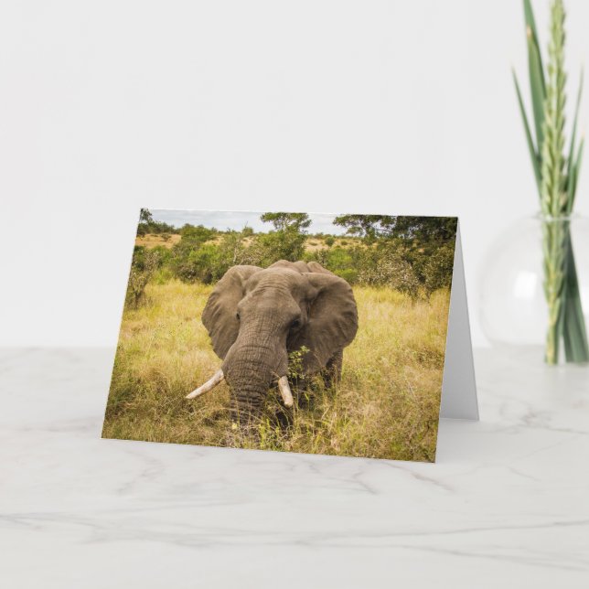 Elephant Greeting Card (Front)