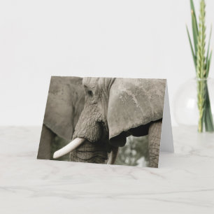 Elephant Greeting Card