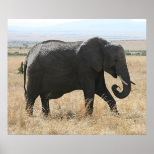 elephant grey poster