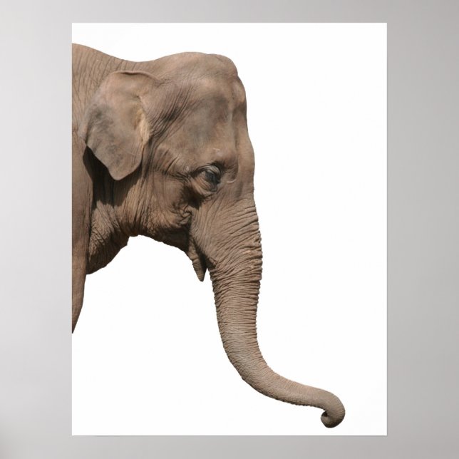 Elephant head poster (Front)