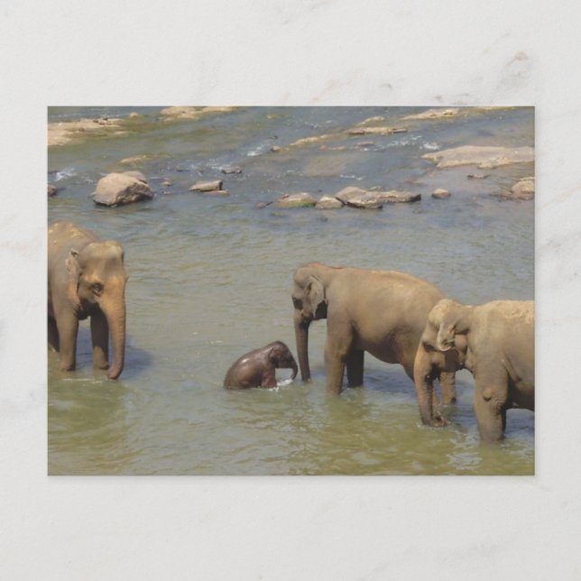 Elephant Herd  Postcard (Front)