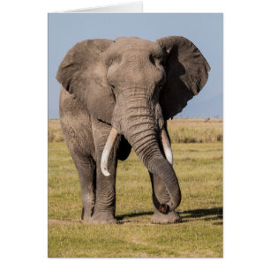 Elephant in an Aggressive Pose