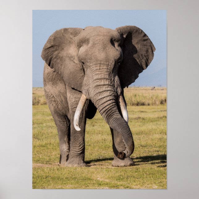 Elephant in an Aggressive Pose Poster (Front)