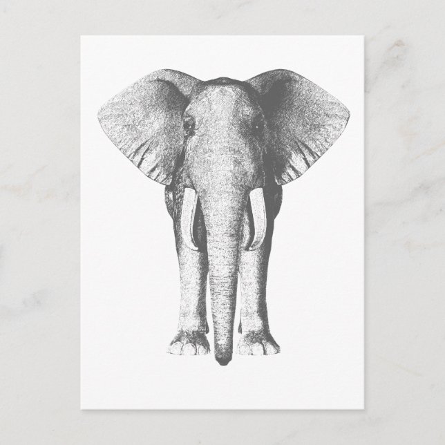 Elephant in Black and White Postcard (Front)