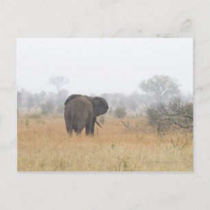 Elephant in early morning fog, Kruger National Postcard