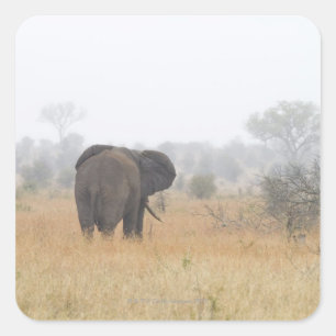 Elephant in early morning fog, Kruger National Square Sticker