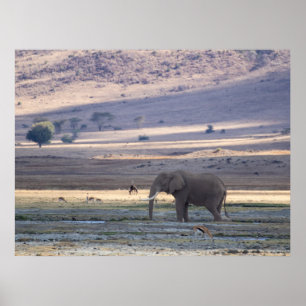 Elephant in Ngorongoro Crater — Wildlife Safari Po Poster