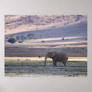 Elephant in Ngorongoro Crater — Wildlife Safari Po Poster