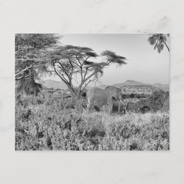 Elephant in Samburu Postcard (Front)