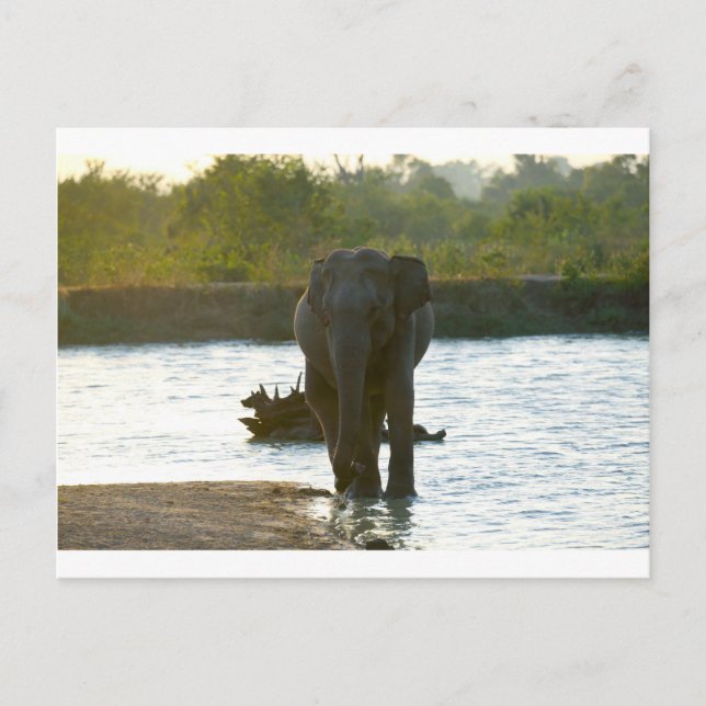 Elephant in waterhole postcard (Front)