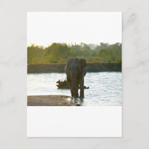Elephant in waterhole postcard