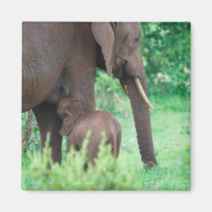 Elephant lactation magnet