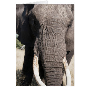 Elephant (Loxodonta africana), Abu Camp 3