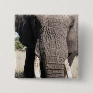 Elephant (Loxodonta africana), Abu Camp 3 15 Cm Square Badge