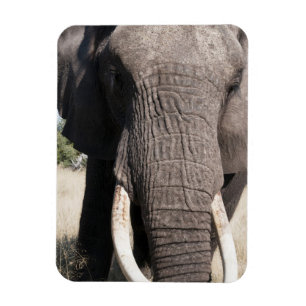Elephant (Loxodonta africana), Abu Camp 3 Magnet