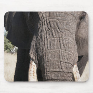 Elephant (Loxodonta africana), Abu Camp 3 Mouse Pad