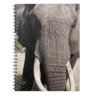 Elephant (Loxodonta africana), Abu Camp 3 Notebook