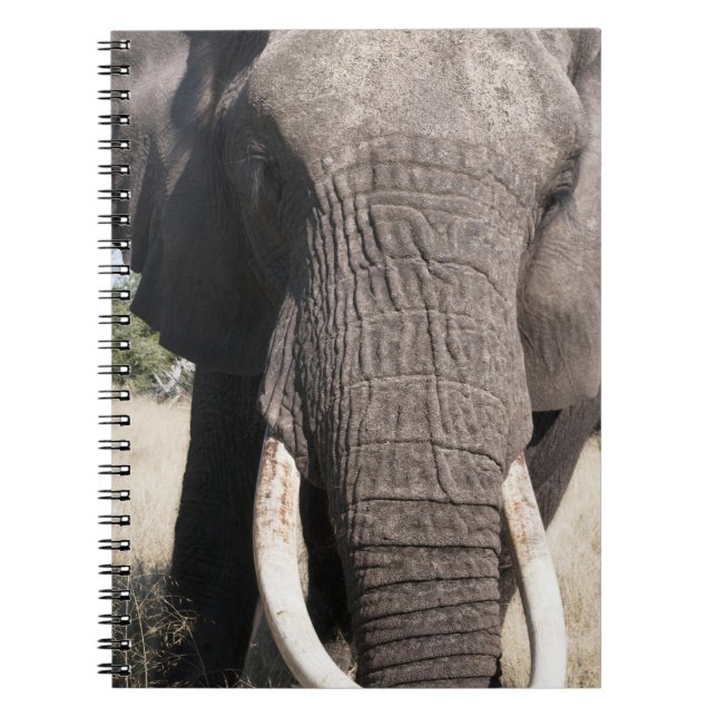 Elephant (Loxodonta africana), Abu Camp 3 Notebook (Front)