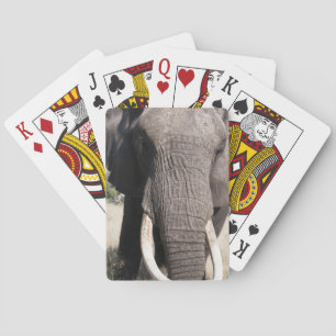 Elephant (Loxodonta africana), Abu Camp 3 Playing Cards