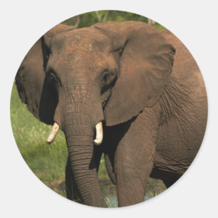 Elephant (Loxodonta Africana), Hwange National Classic Round Sticker