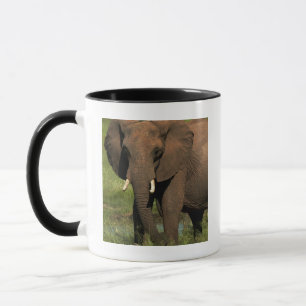 Elephant (Loxodonta Africana), Hwange National Mug
