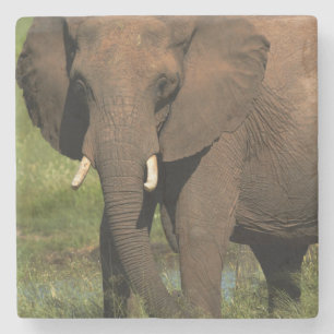 Elephant (Loxodonta Africana), Hwange National Stone Coaster