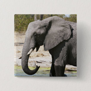 Elephant (Loxodonta africana), Savute Channel 15 Cm Square Badge